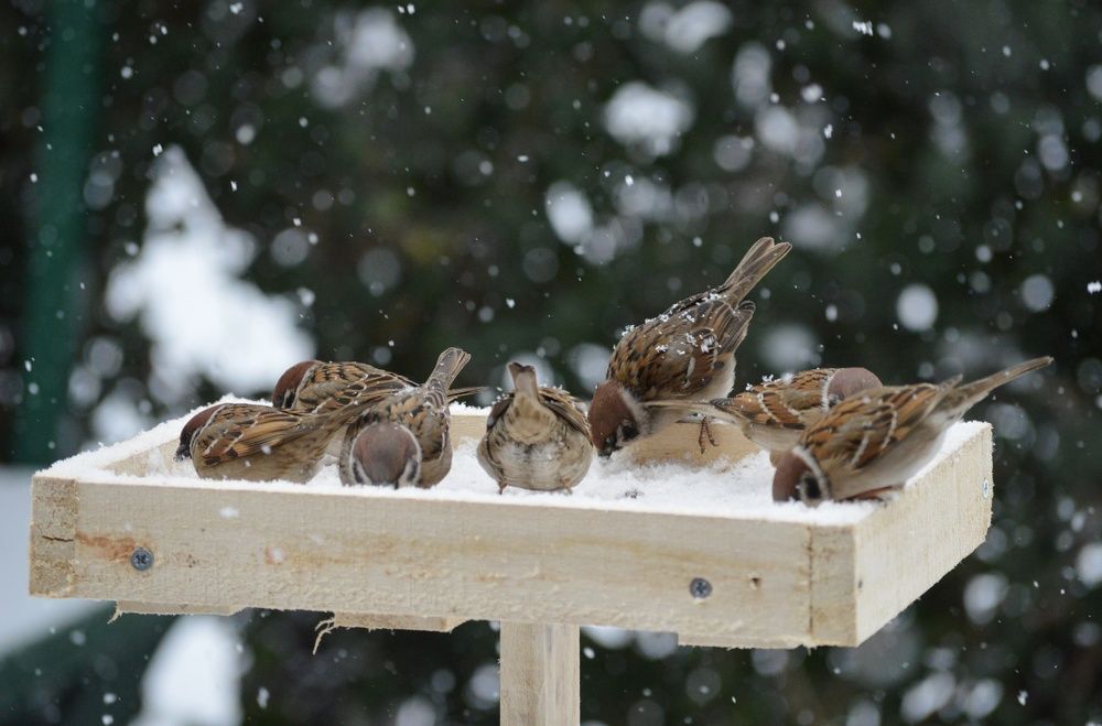 Photograph by Olja Simovic