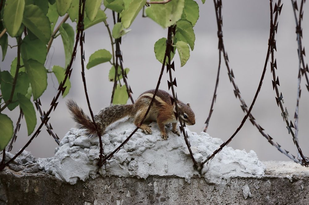 Photograph by Dipanjan Ray