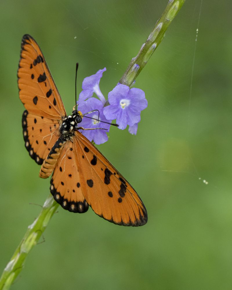 Фотография автора Rajeev Amaratunga