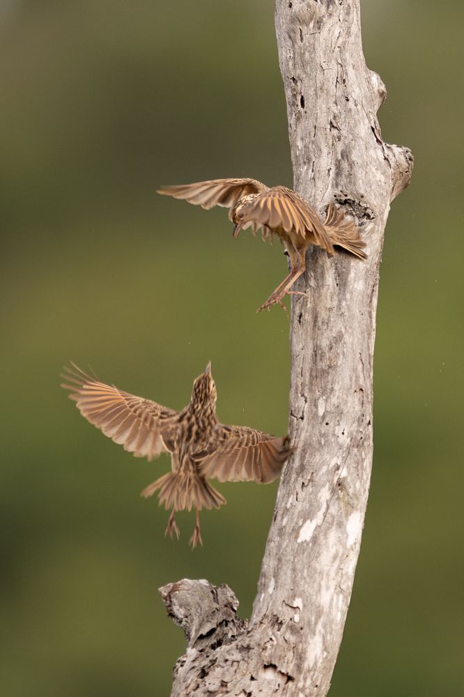 Photograph by Indika Prasad