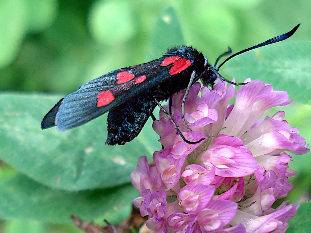Бабочка пестрянка