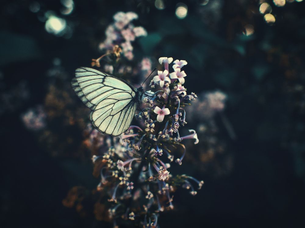 Бабочка и сирень