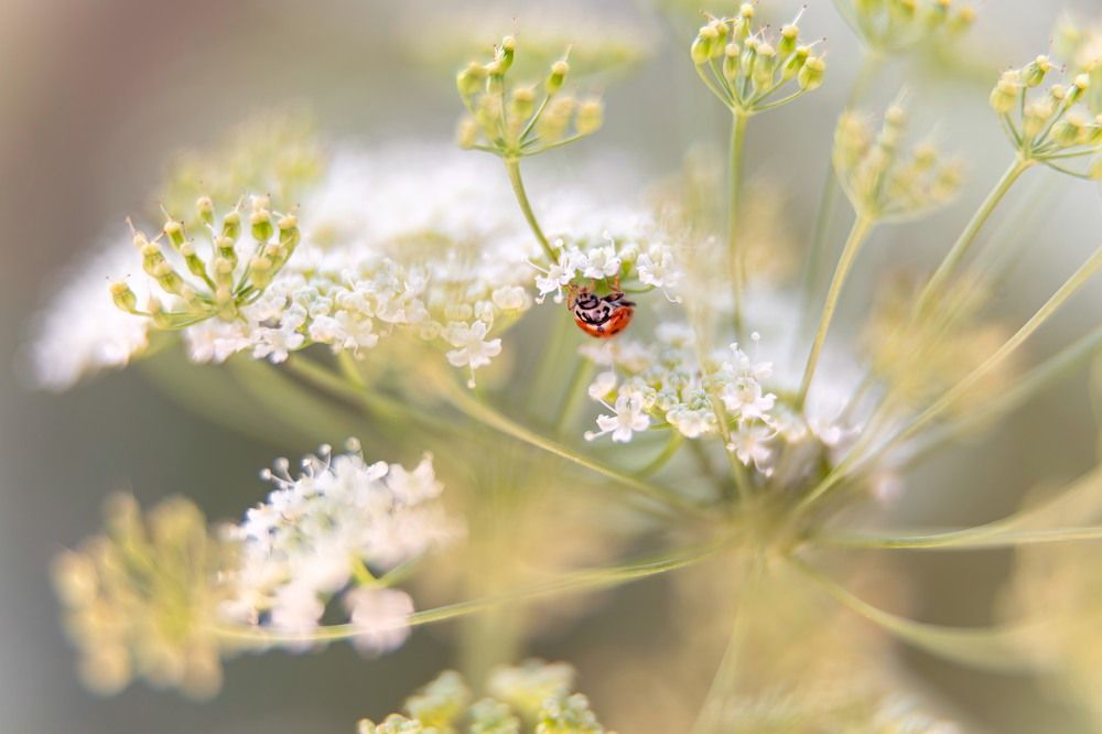Photograph by Андрей Трубачев