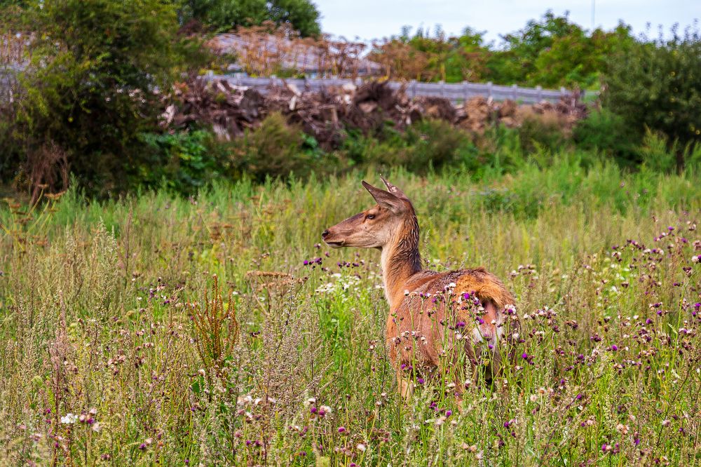 Photograph by Николай Зорин