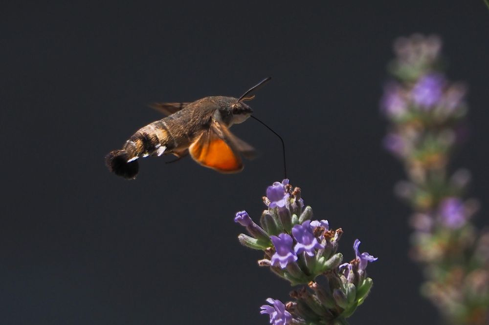 Бражник на лаванде