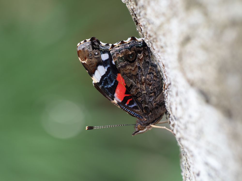 Бабочка Адмирал