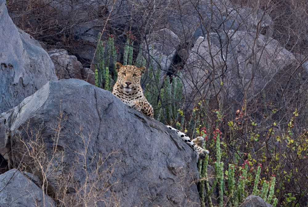 Photograph by Bibhas Deb