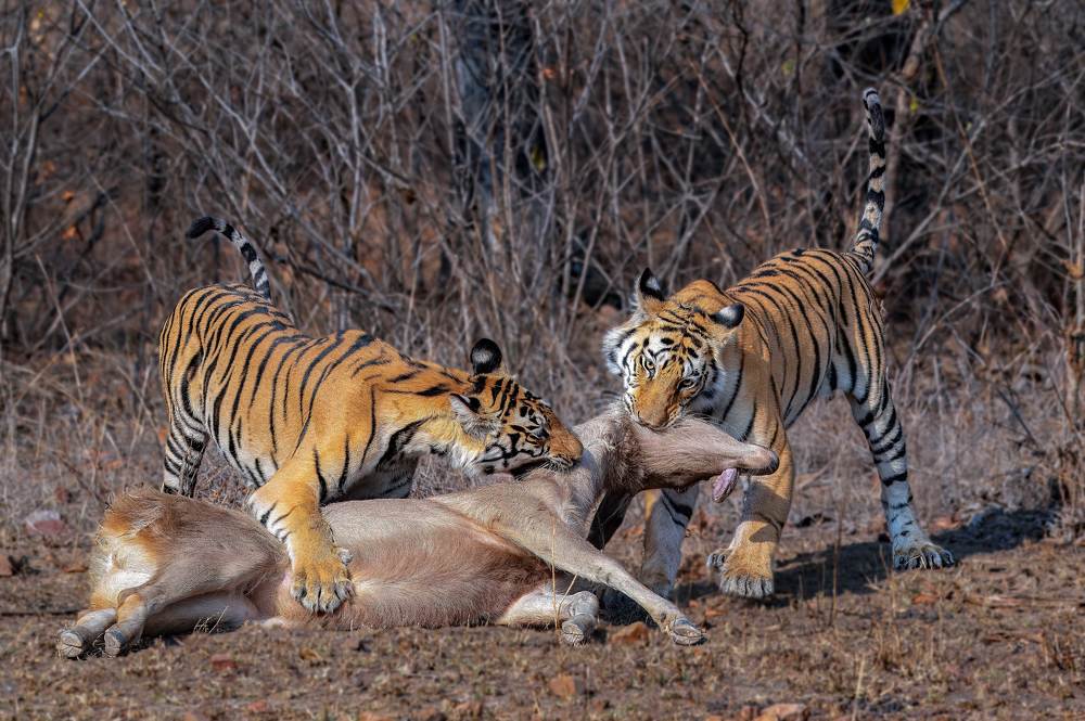 Photograph by Bibhas Deb