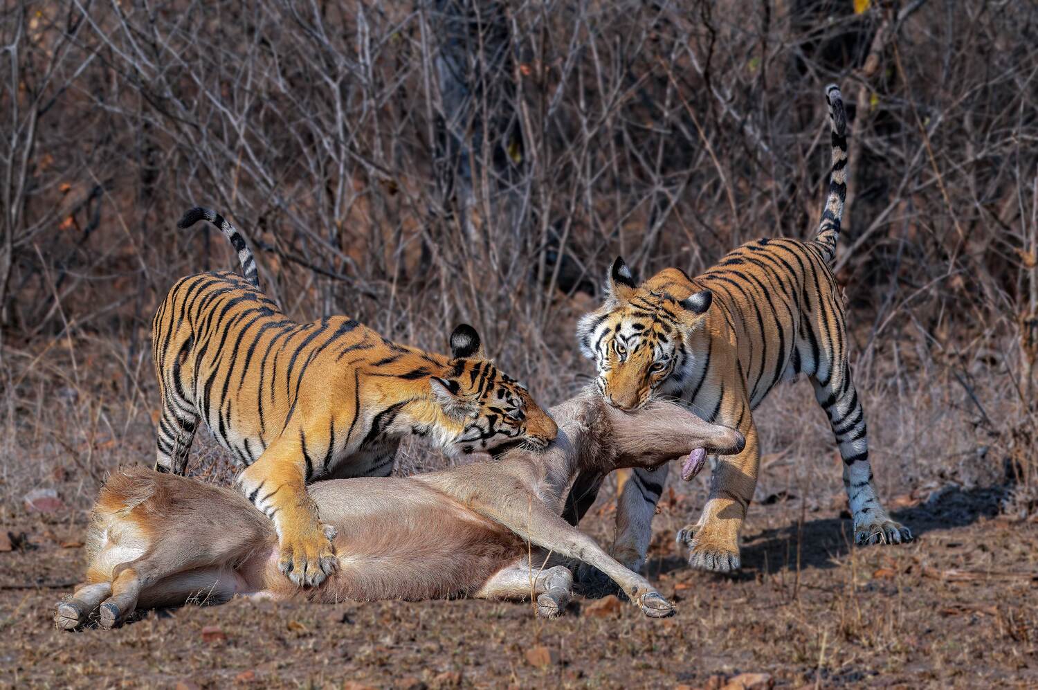 Фотография #10849969