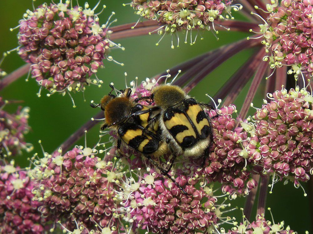 Восковик перевязанный