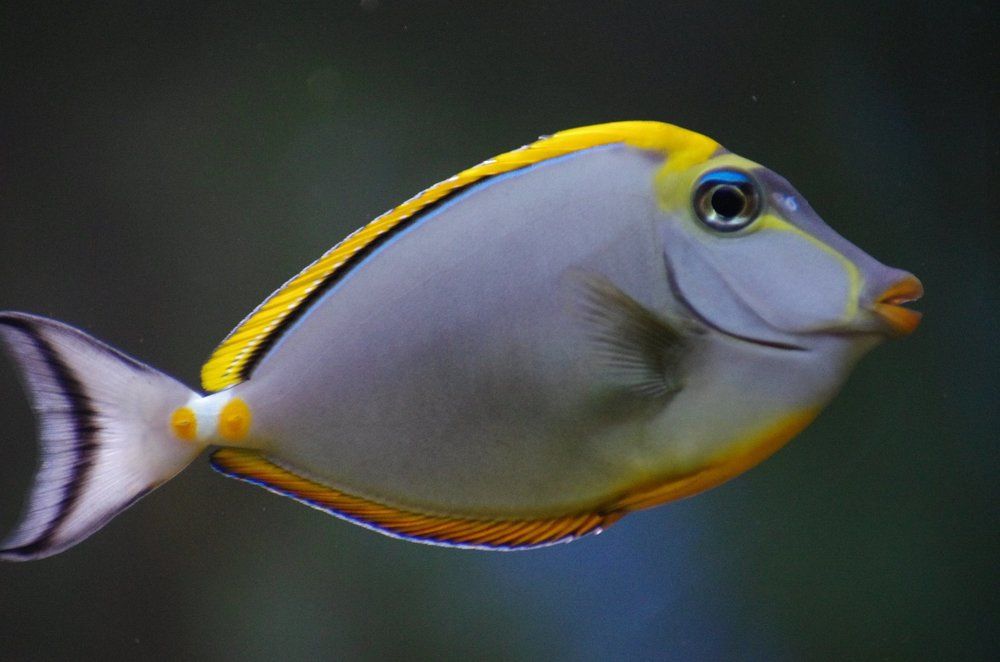 Воздушный поцелуй