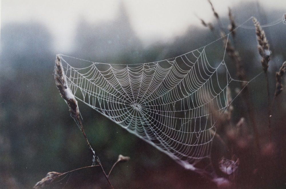 Web