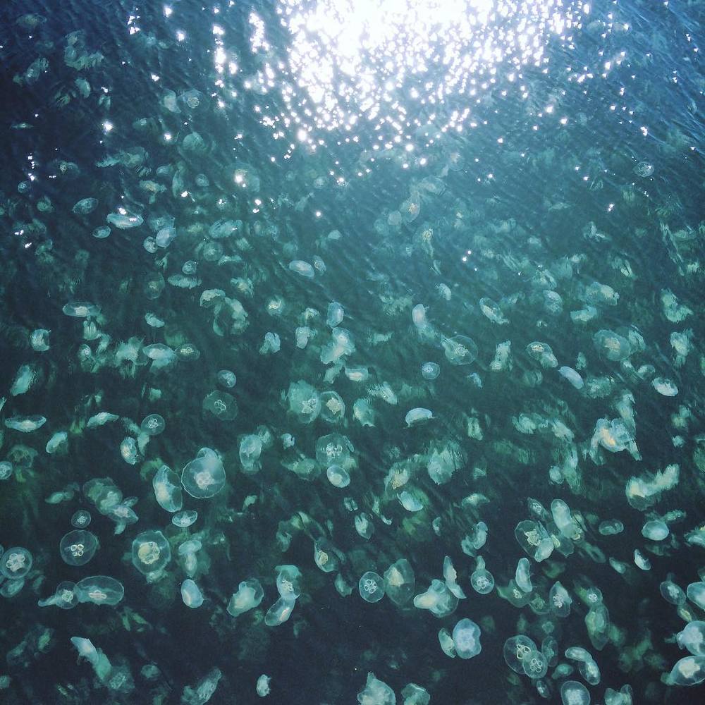 Медузы на Цесаревича