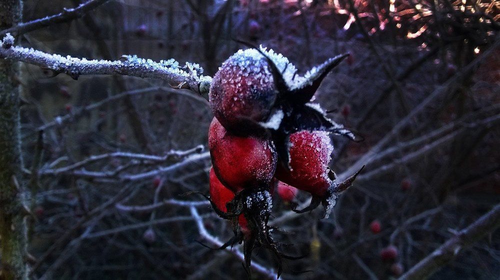 Photograph by Алина