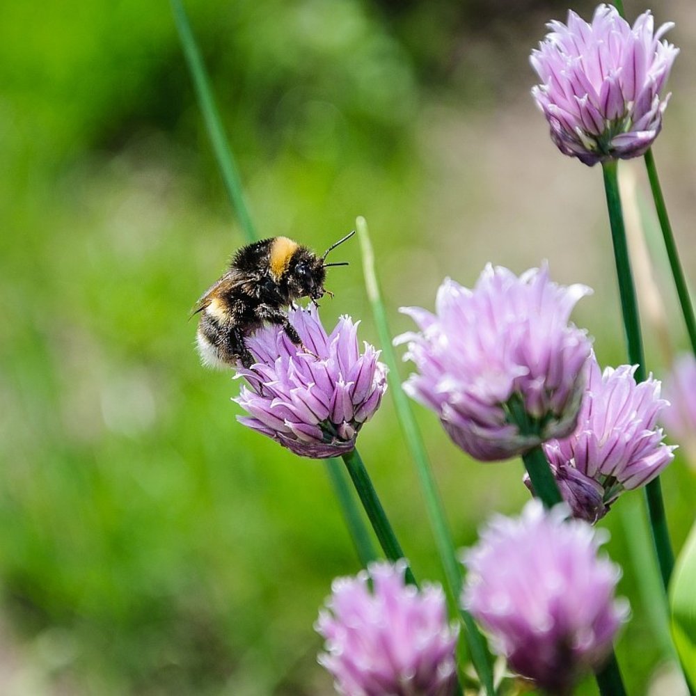 Жизнь насекомых
