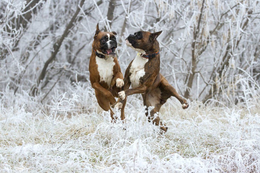 Собачий вальс