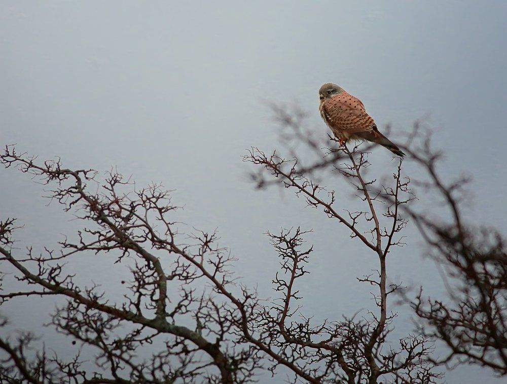 сокол-пустельга