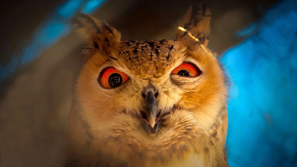 Что?.... Где, когда?