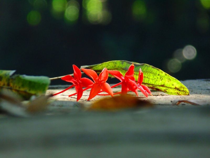 Didar Alam, Bangladesh