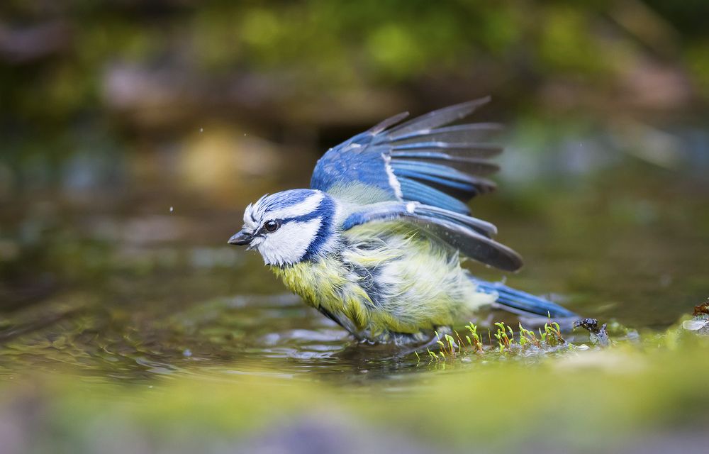 Купание лазоревки