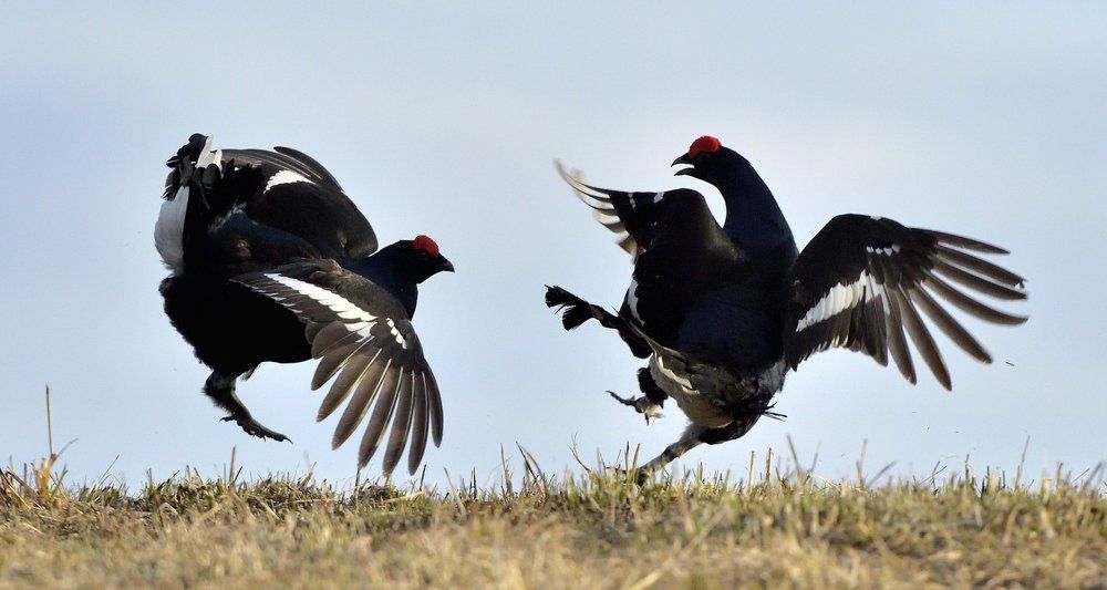 Кунг-фу тетерев