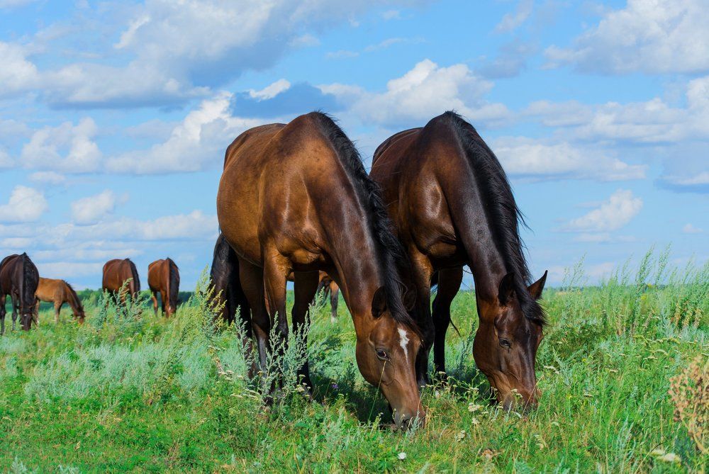 Синхронные кобылки