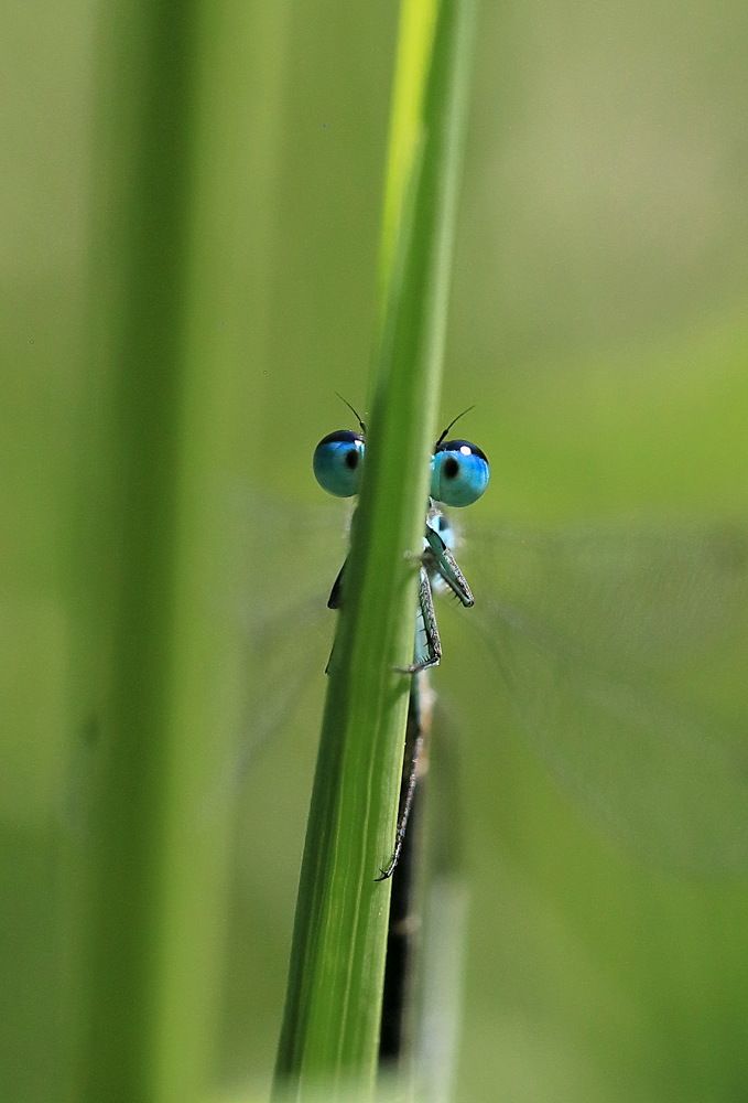 Глаза в глаза