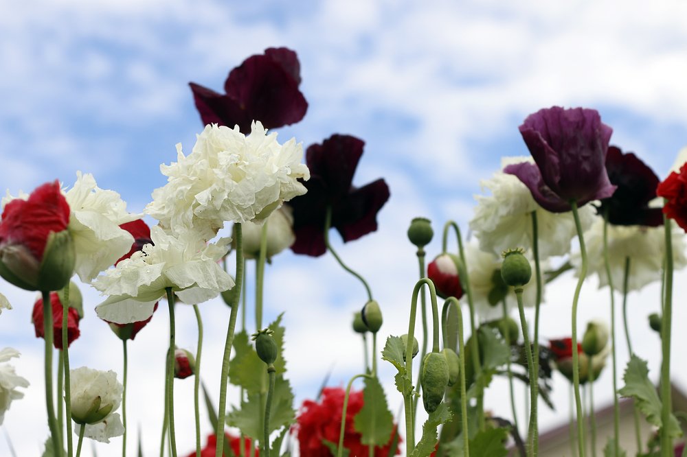 Маковое небо