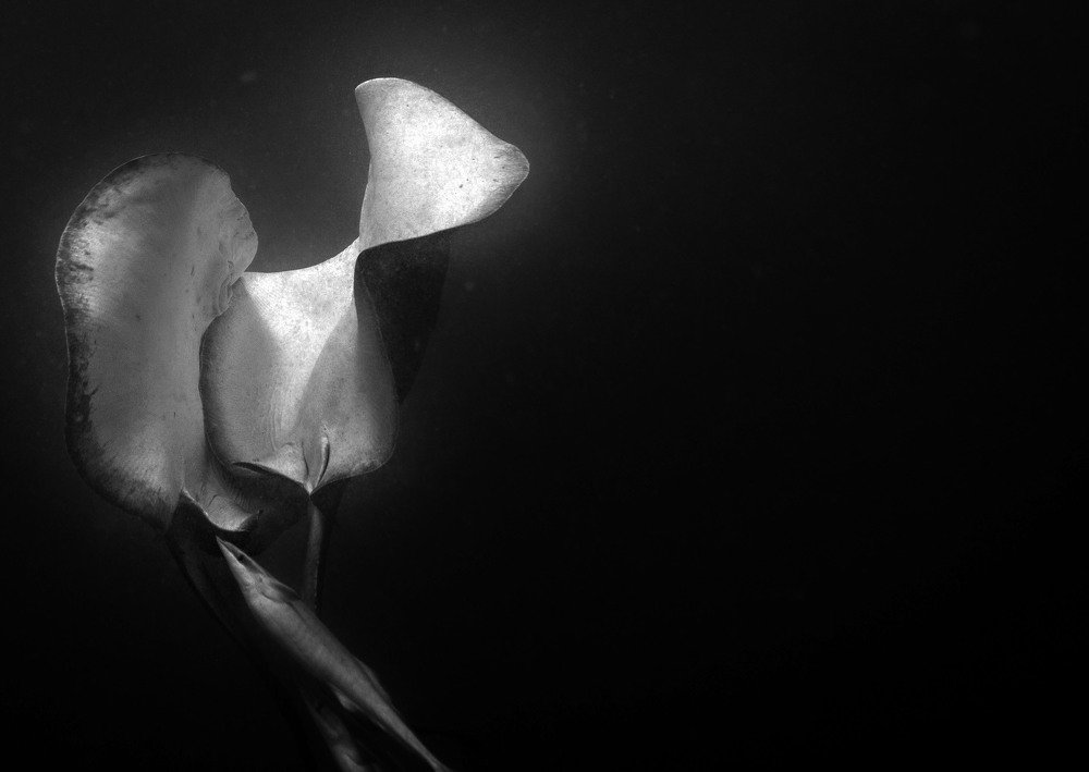 Подводная любовь "Тюльпан из скатов"