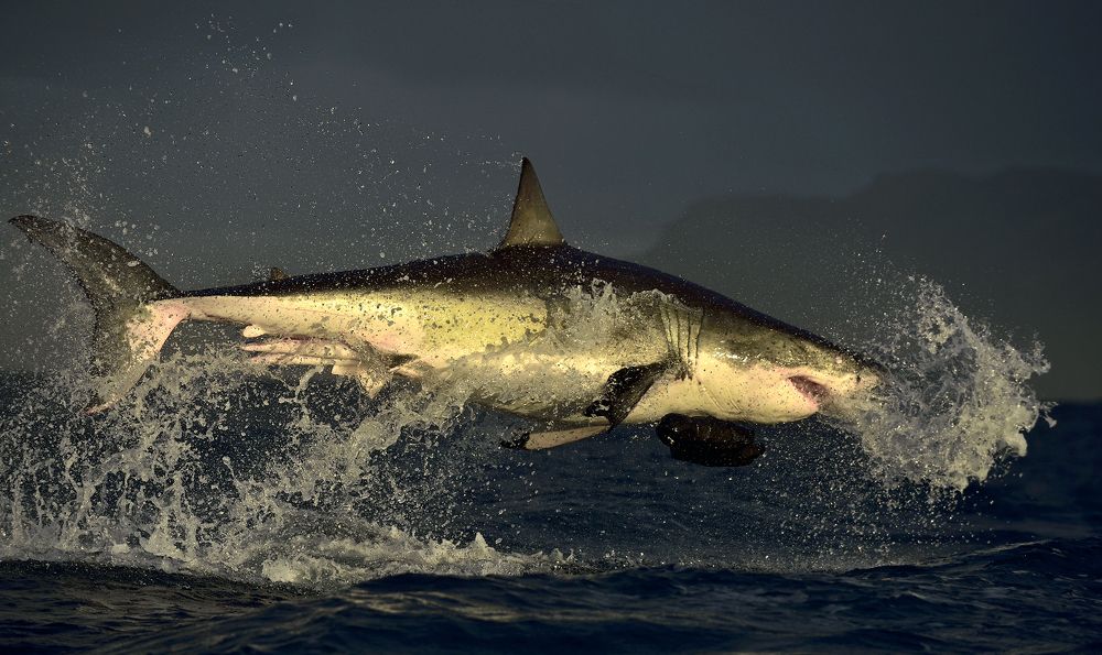 Кархарадон