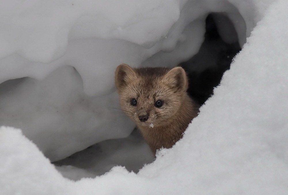 Соболь, таежный житель.