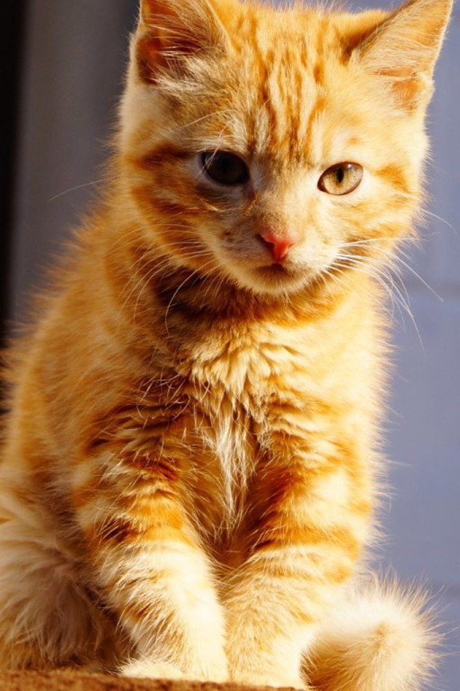 рыжий конопатый