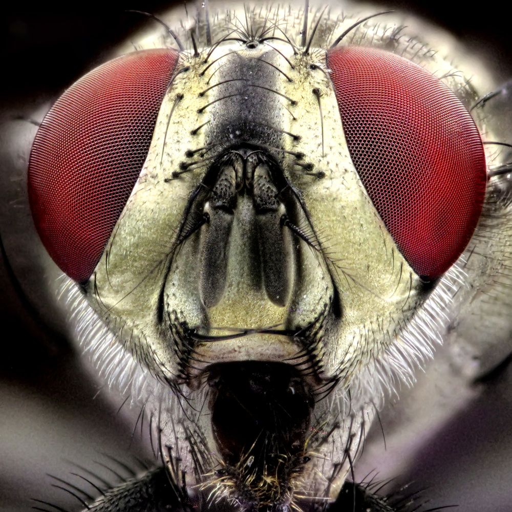 Photograph by Omid Mirshamsi