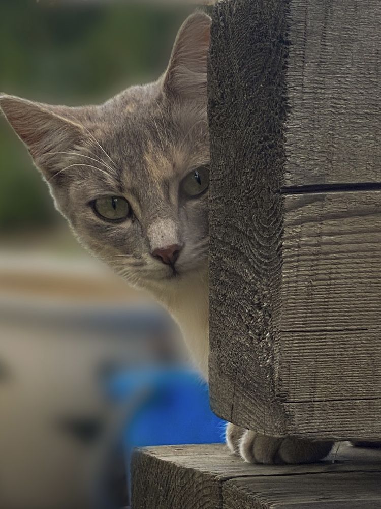 Фотография автора Лариса Гришкевич