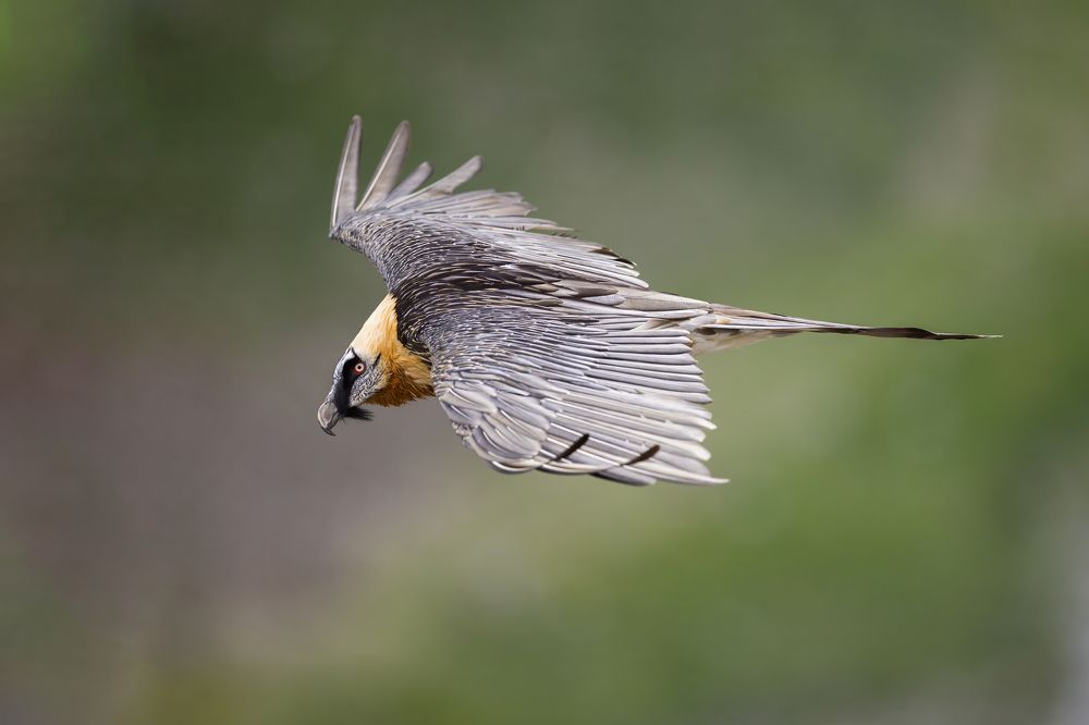 Photograph by Marco Rondi