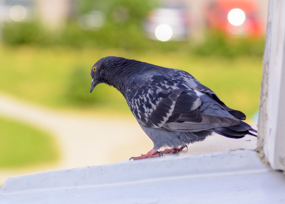 Photograph by Сергей Дишук