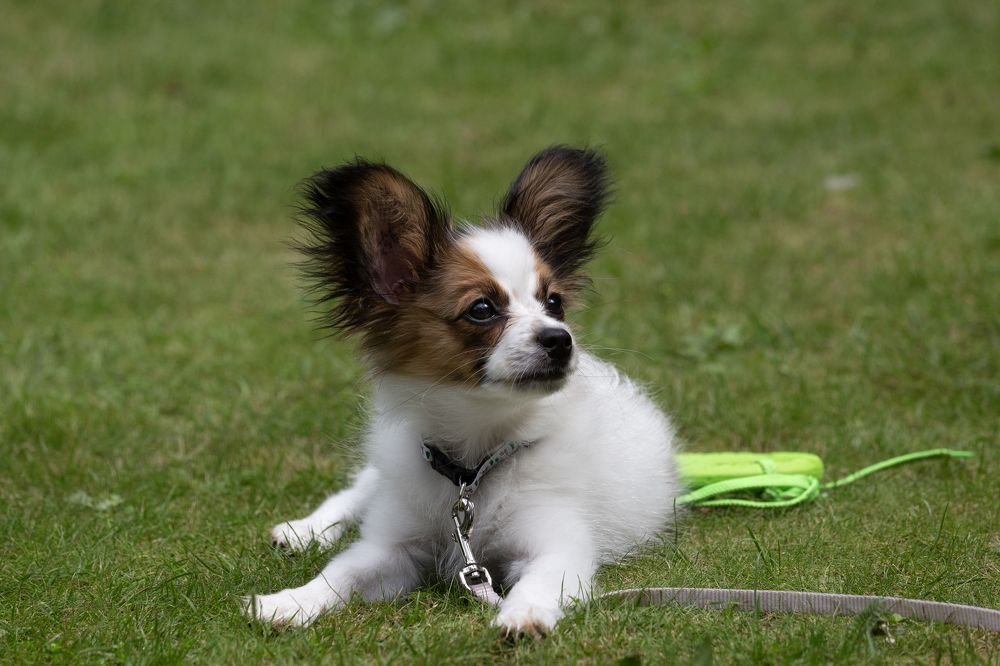 Тиффани на прогулке