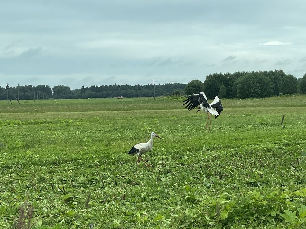 Photograph by Болдырева Ольга