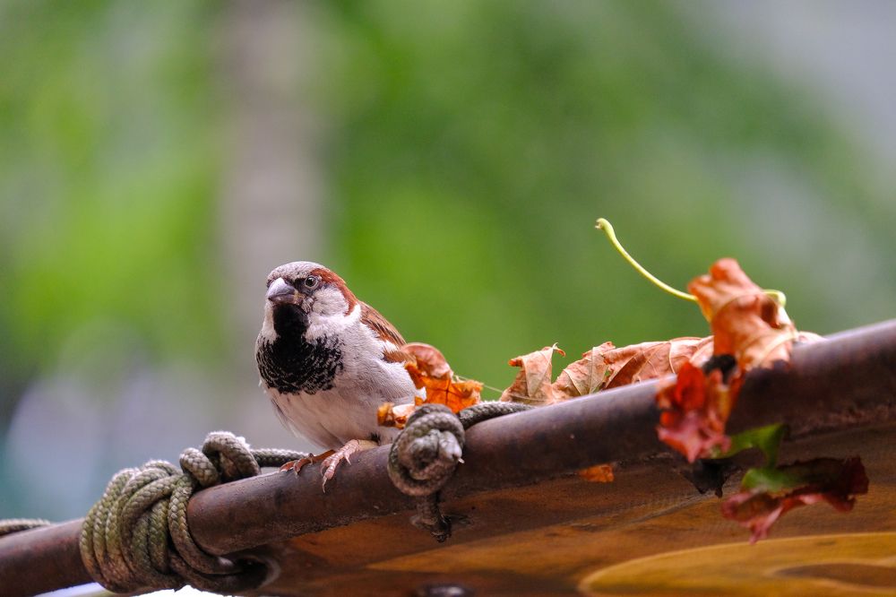 Фотография автора Александр Высоцкий