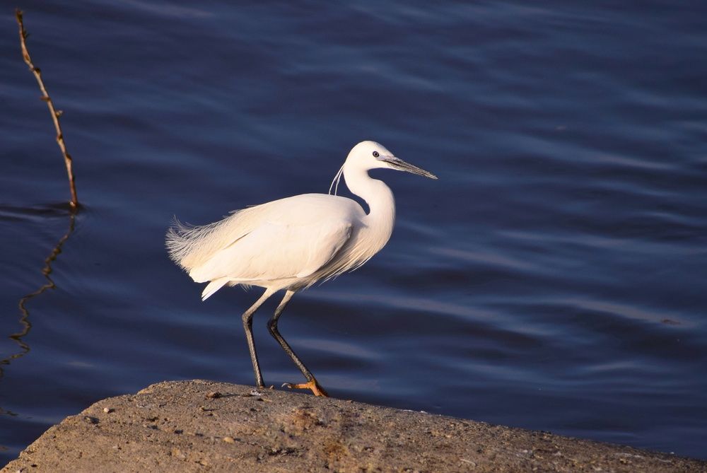 Photograph by Елена Василева