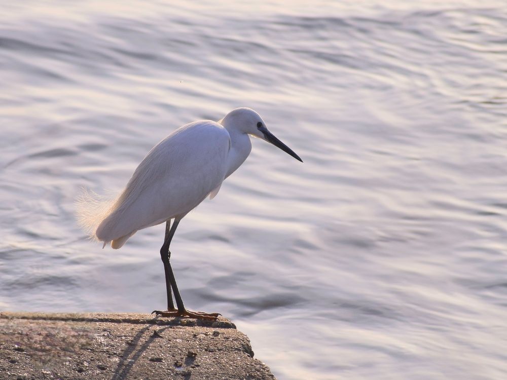 Малка бяла чапла по поречието на Дунав