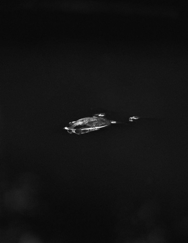 Photograph by Oleg Borisov