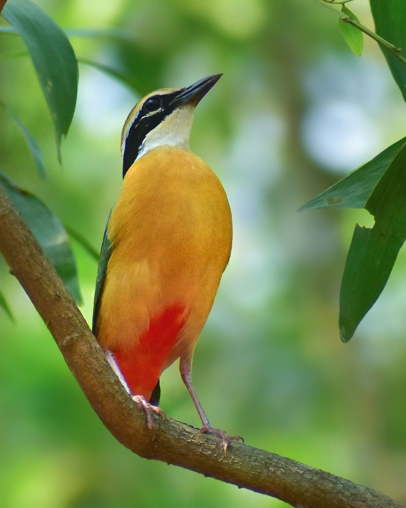 Photograph by SAPTARSHI PAL