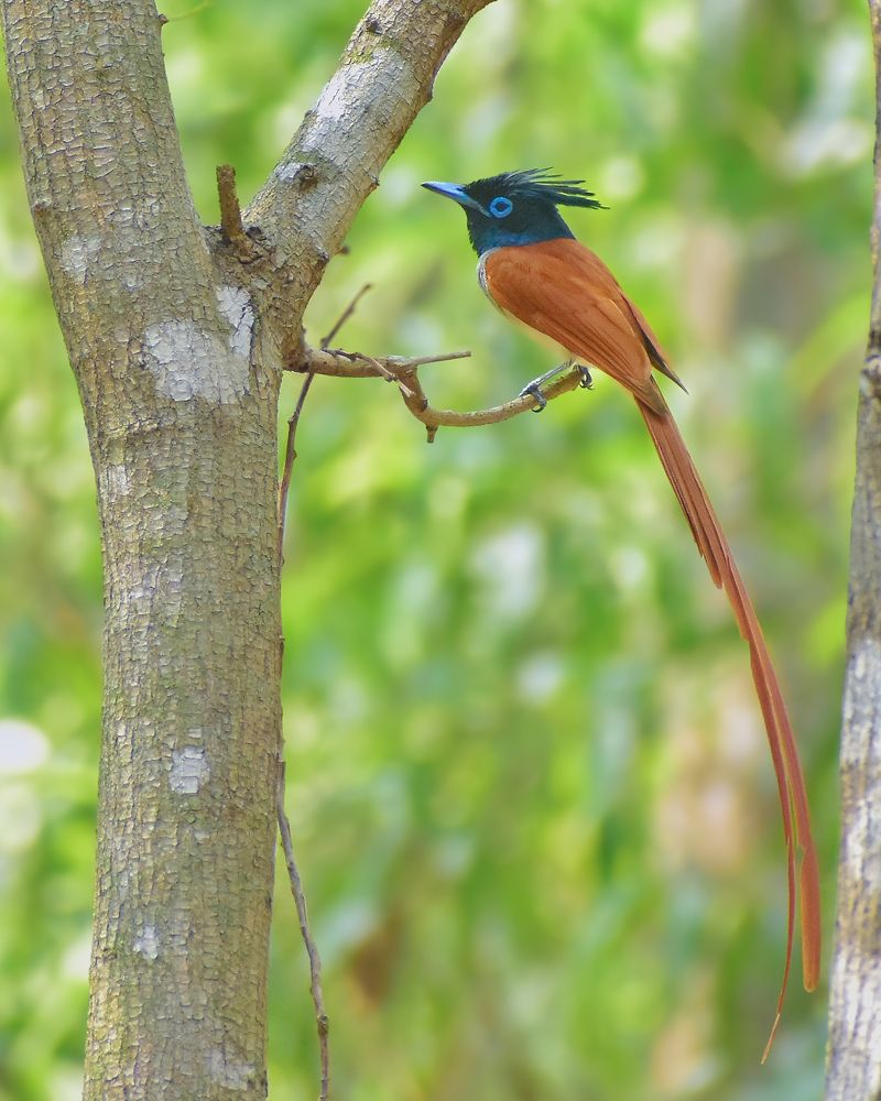 Photograph by SAPTARSHI PAL