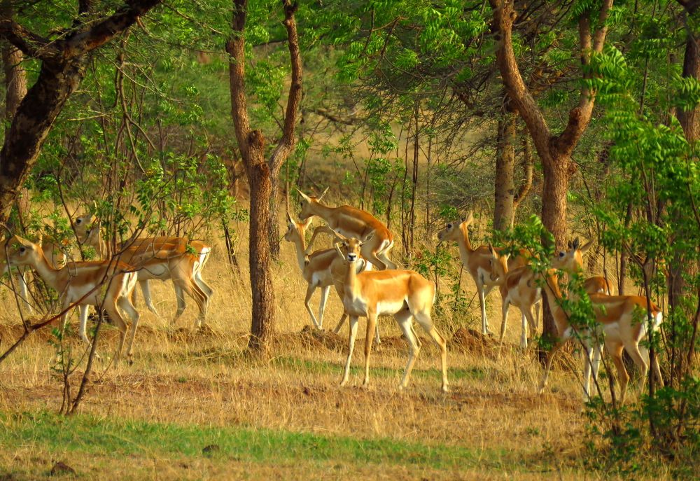 Lone blackbuck fawn looks on while others scamper