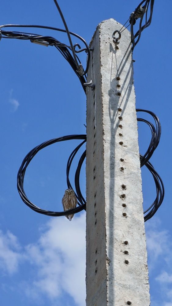 Photograph by Seyed-Sajad Hamedheydari