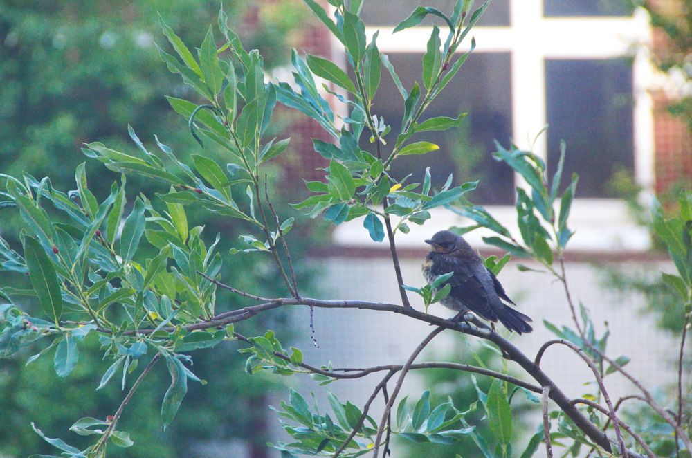 Фотография автора Мария Черница