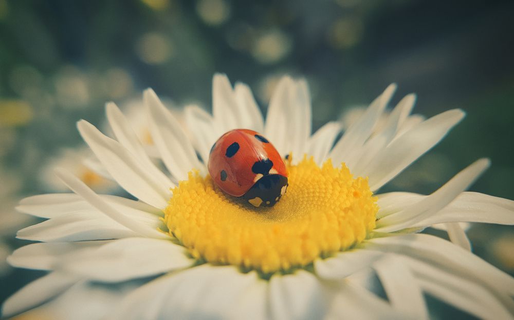 Photograph by Дмитрий Гребнев