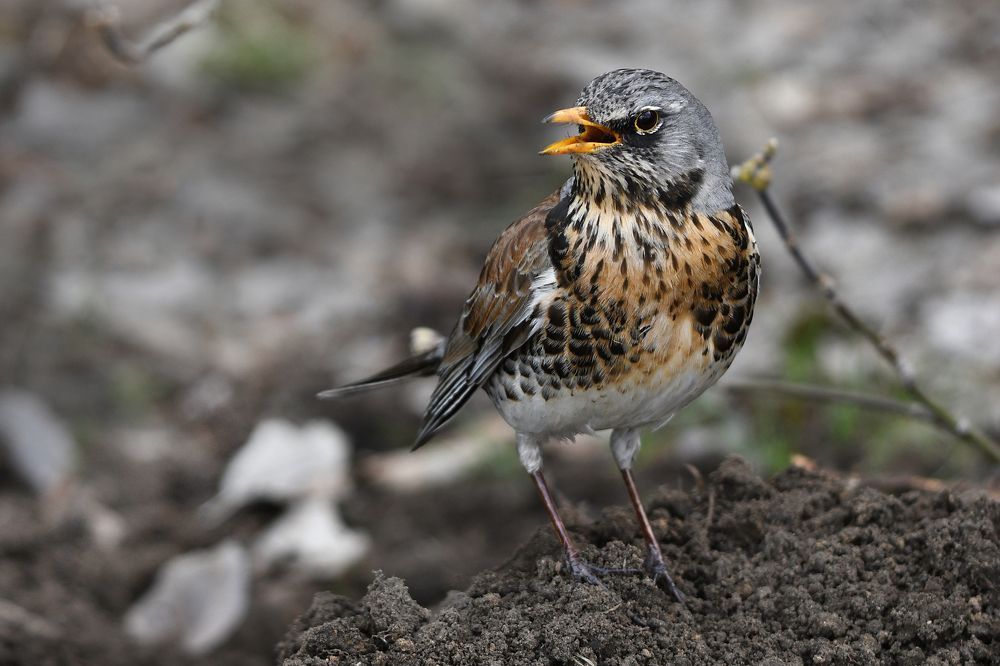 Дрозд-рябинник