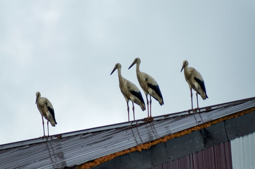 Photograph by Карина Заводчикова